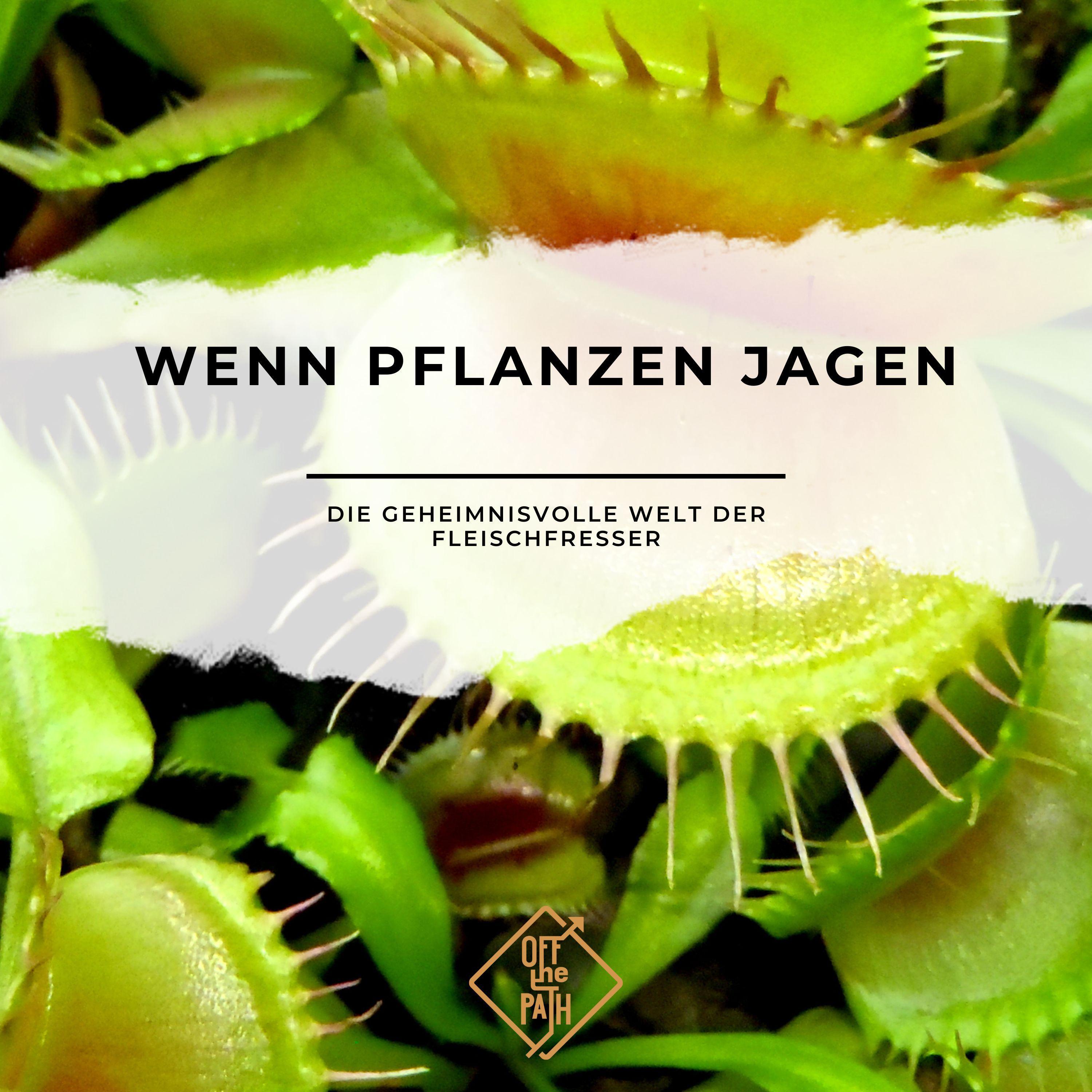 Wenn Pflanzen jagen: Die geheimnisvolle Welt der Fleischfresser