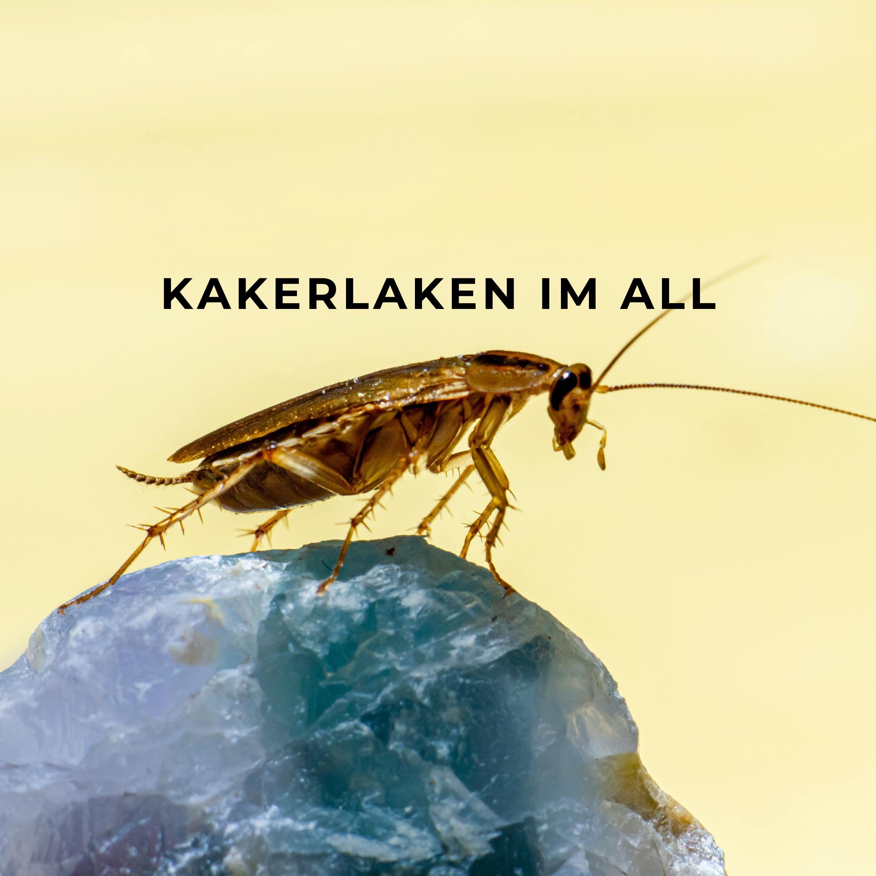 Kakerlaken im All – warum sie überall überleben können