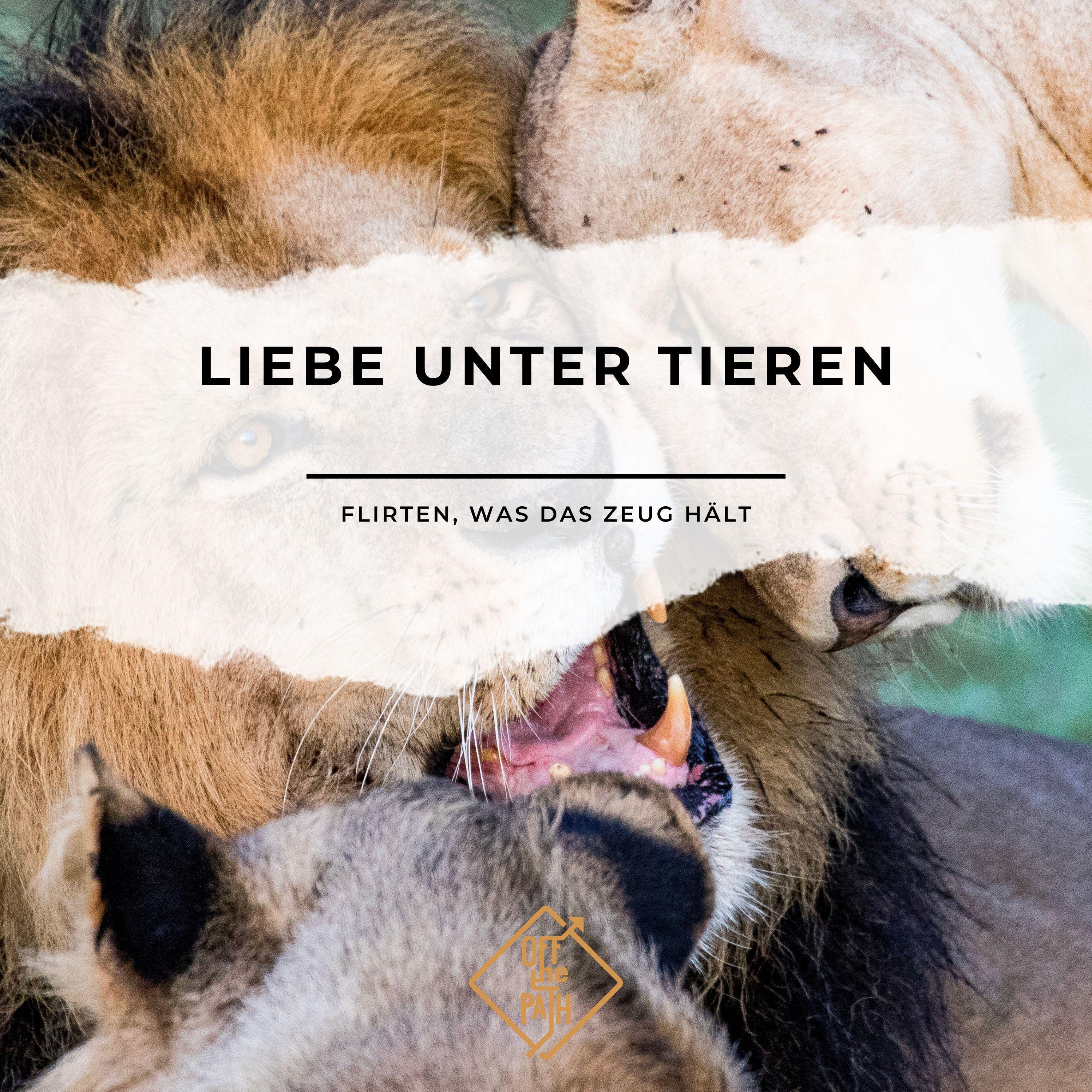 Liebe unter Tieren – Flirten, was das Zeug hält