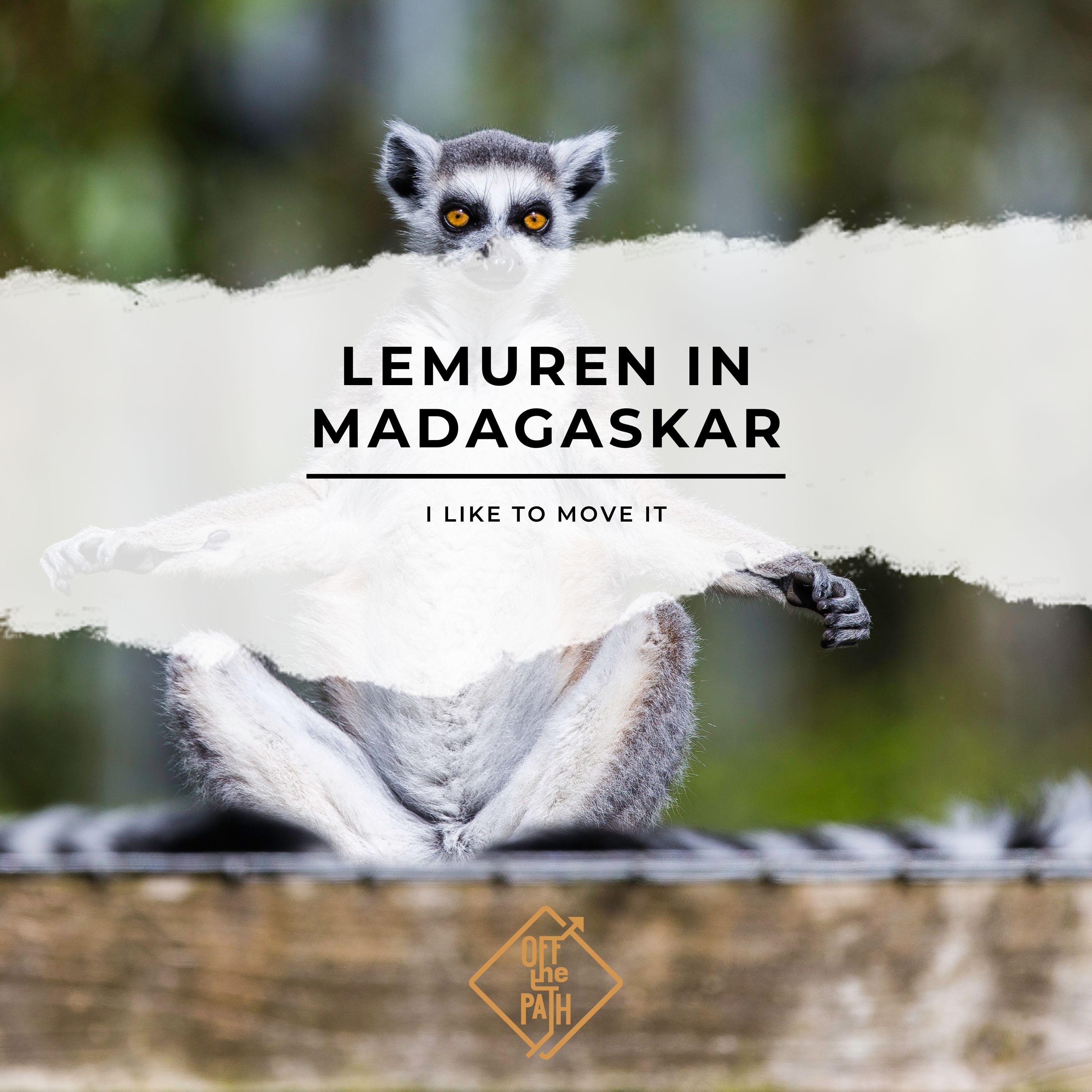 I like to move it - Lemuren in Madagaskar