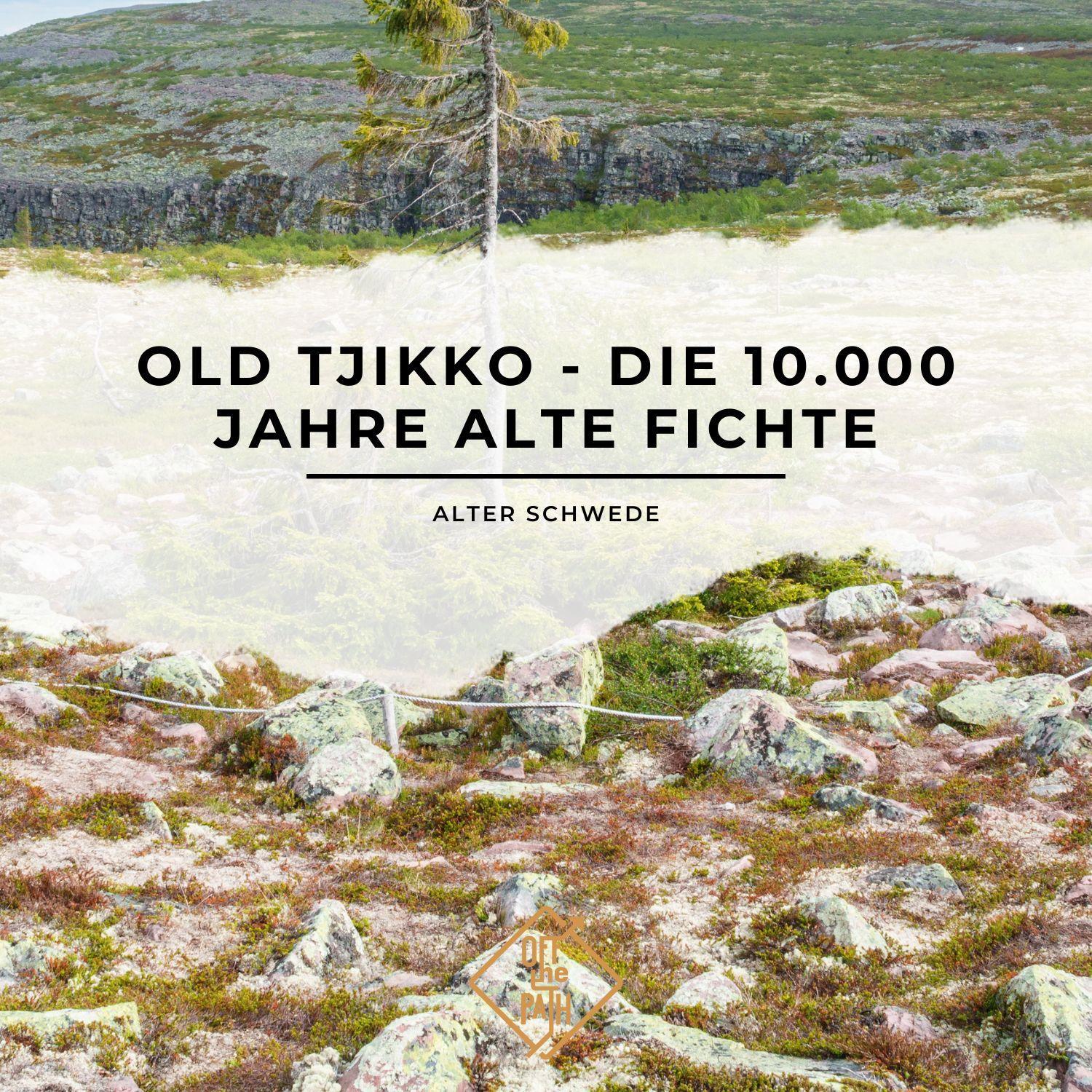 Alter Schwede: Old Tjikko - die 10.000 Jahre alte Fichte