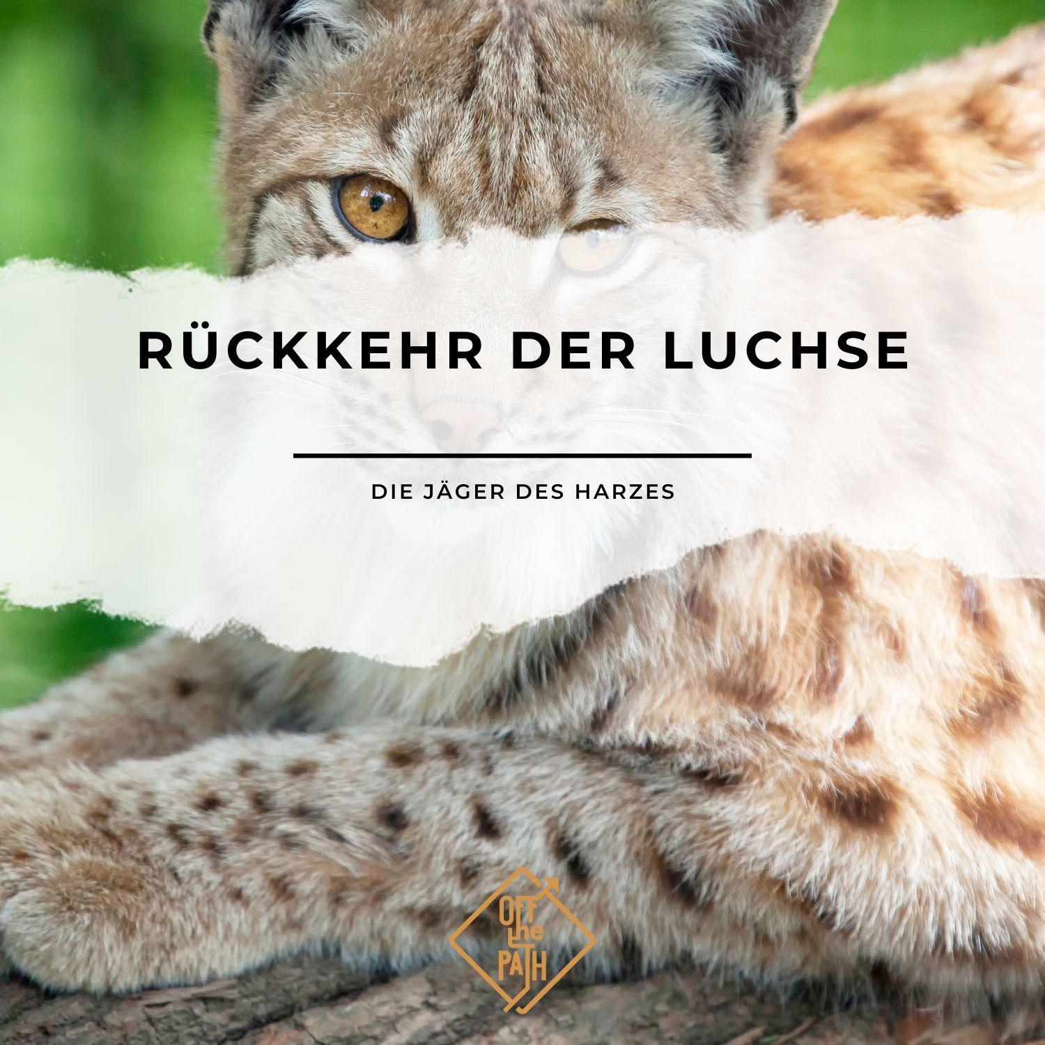 Rückkehr der Luchse - Die Jäger des Harzes