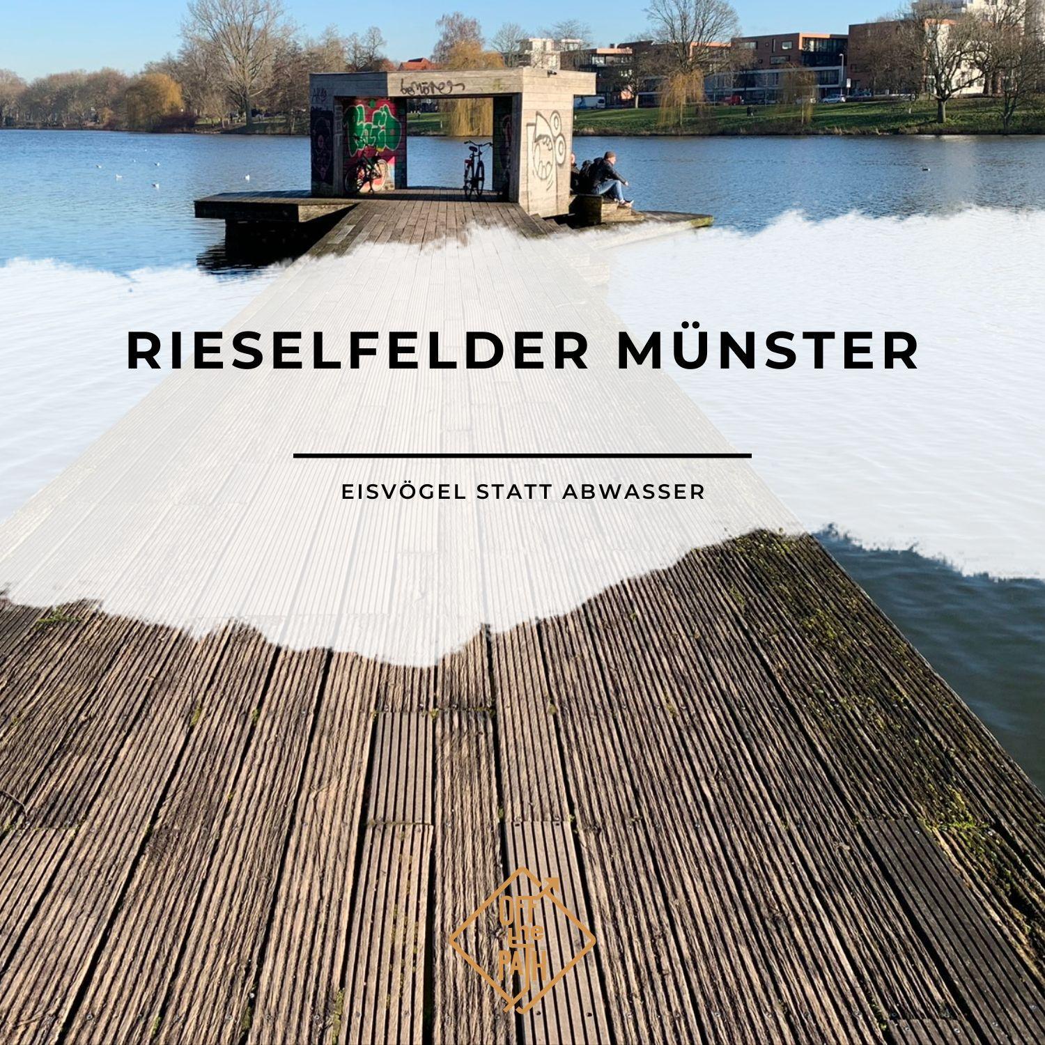 Rieselfelder Münster - Eisvögel statt Abwasser