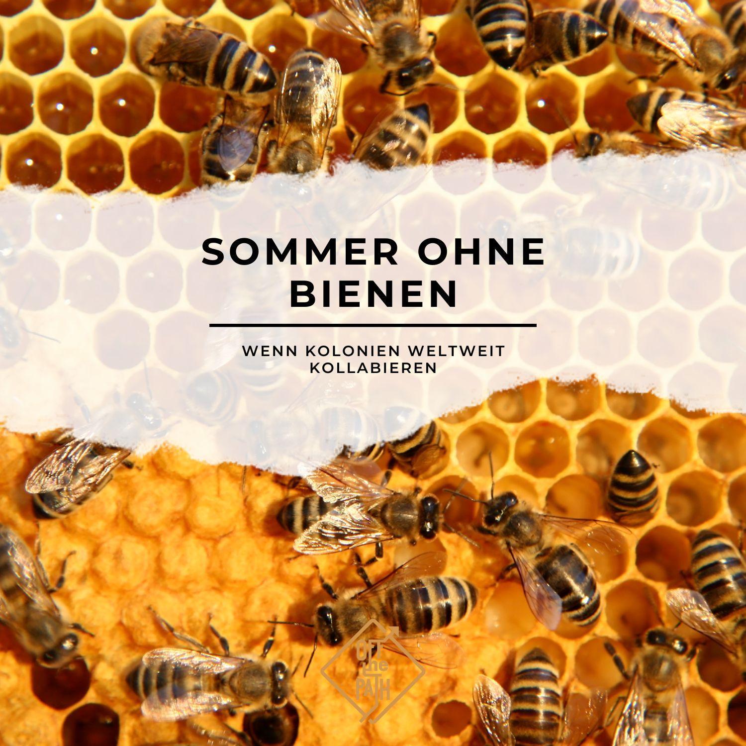 Sommer ohne Bienen – Wenn Kolonien weltweit kollabieren