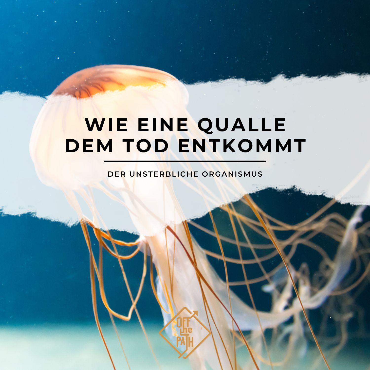 Der unsterbliche Organismus – Wie eine Qualle dem Tod entkommt