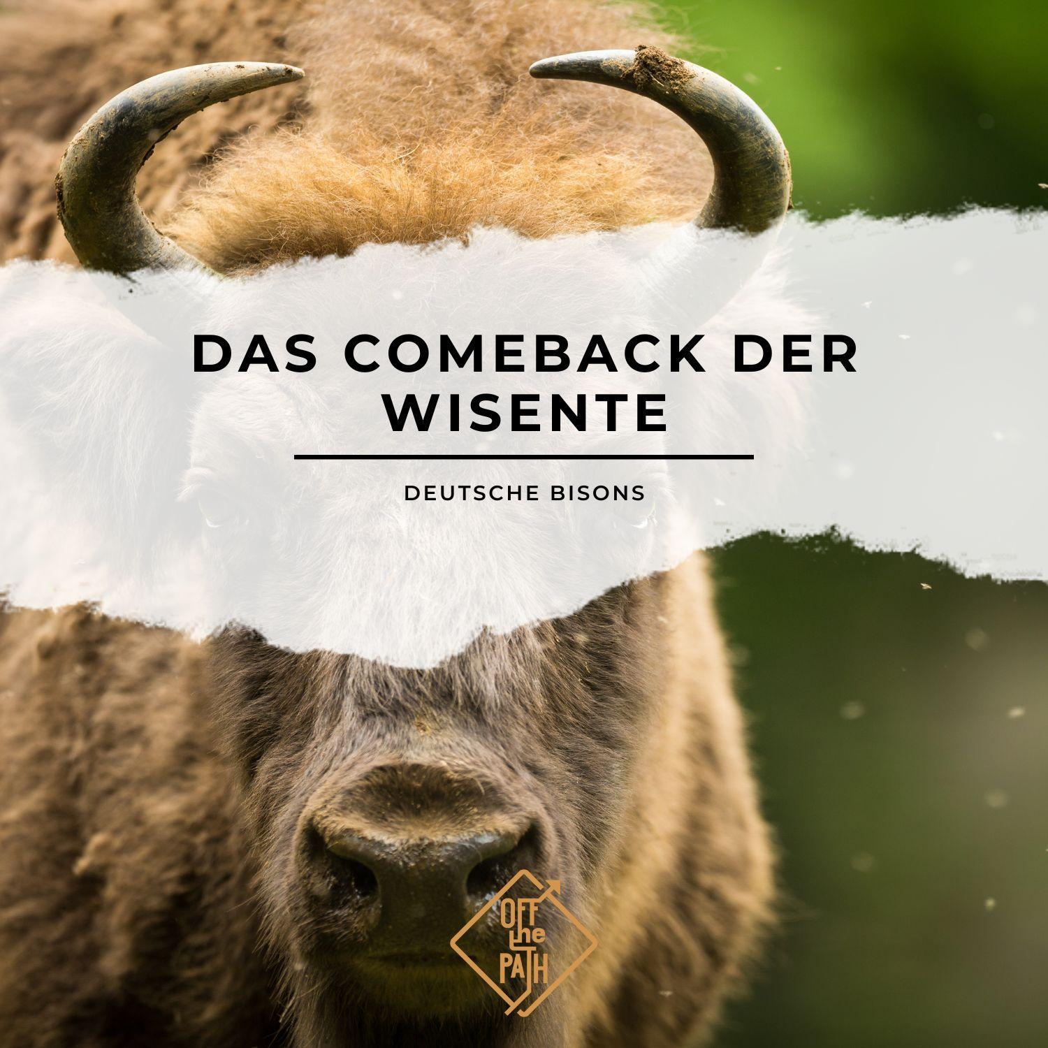 Deutsche Bisons - Das Comeback der Wisente