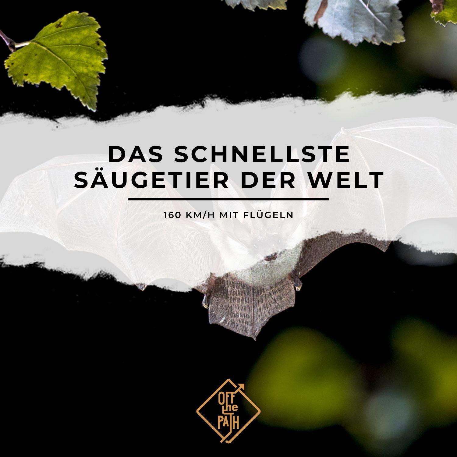 Das schnellste Säugetier der Welt  – 160 km/h mit Flügeln