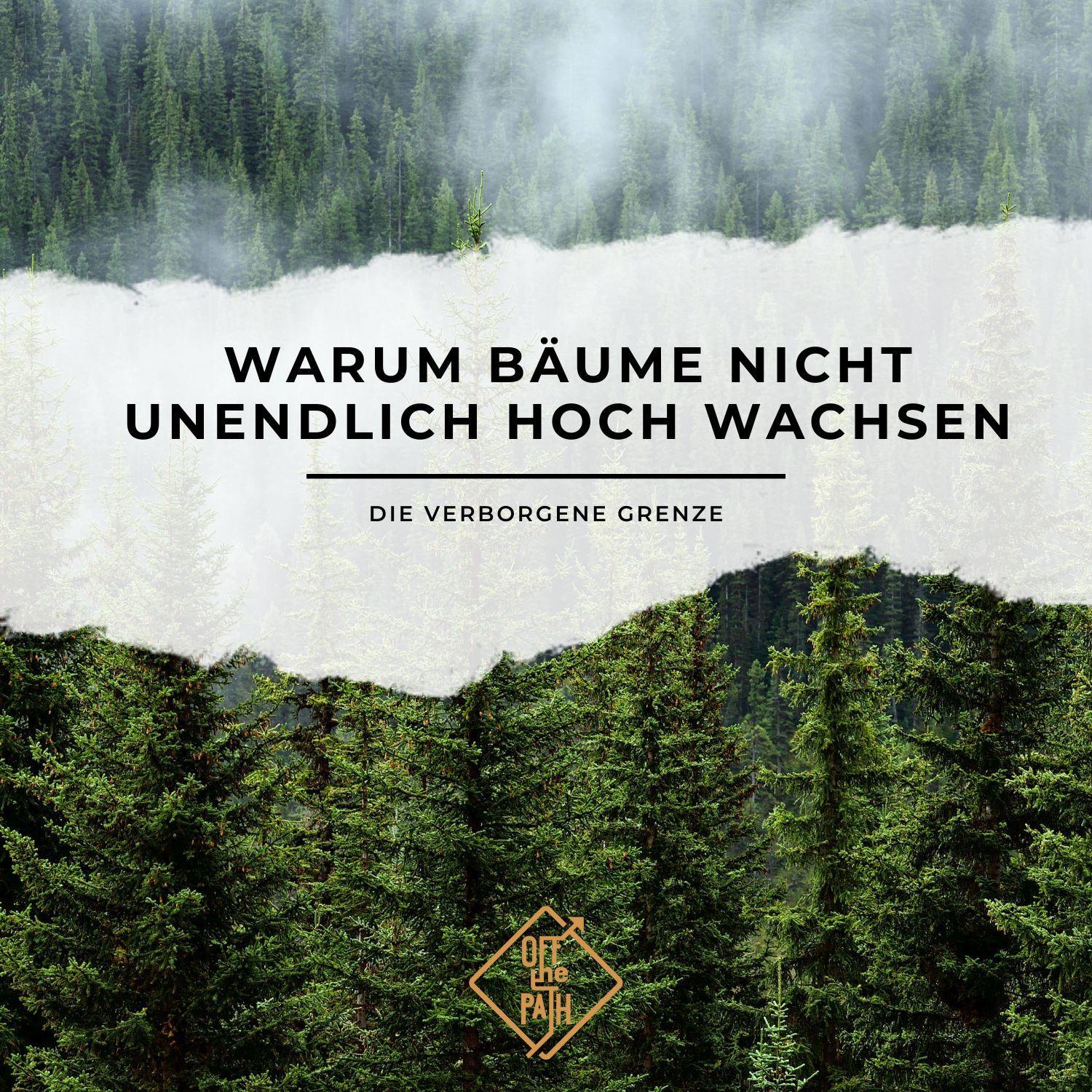 Die verborgene Grenze – Warum Bäume nicht unendlich hoch wachsen