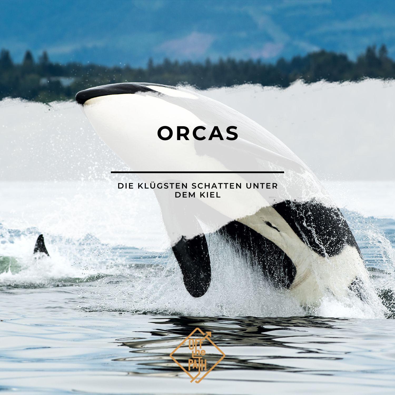 Orcas – Die klügsten Schatten unter dem Kiel