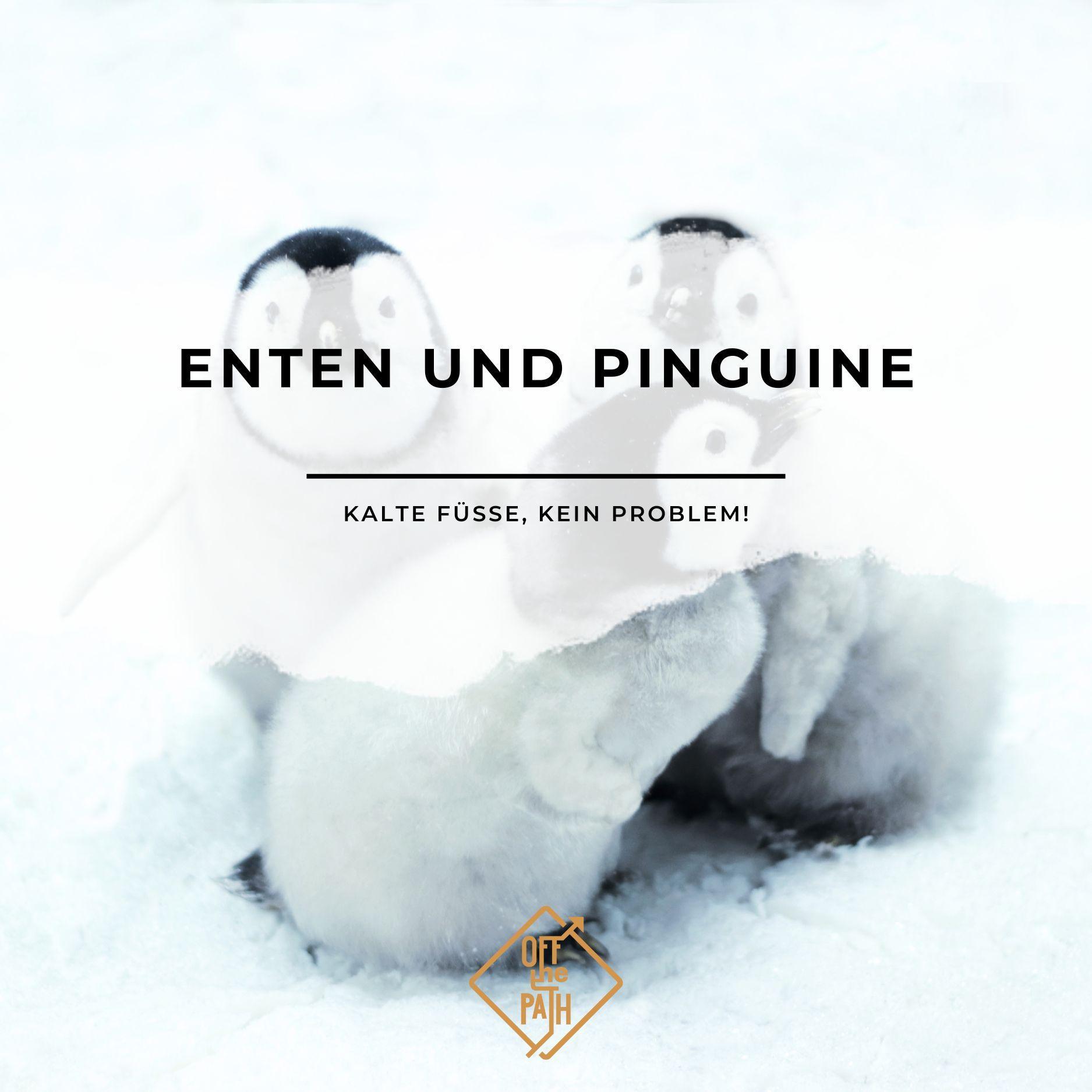 Enten und Pinguine: Kalte Füße, kein Problem!