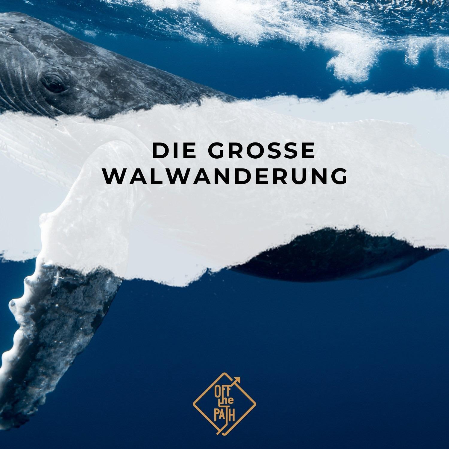 Die große Walwanderung – und wo du sie sehen kannst Die große Walwanderung – und wo du sie sehen kannst