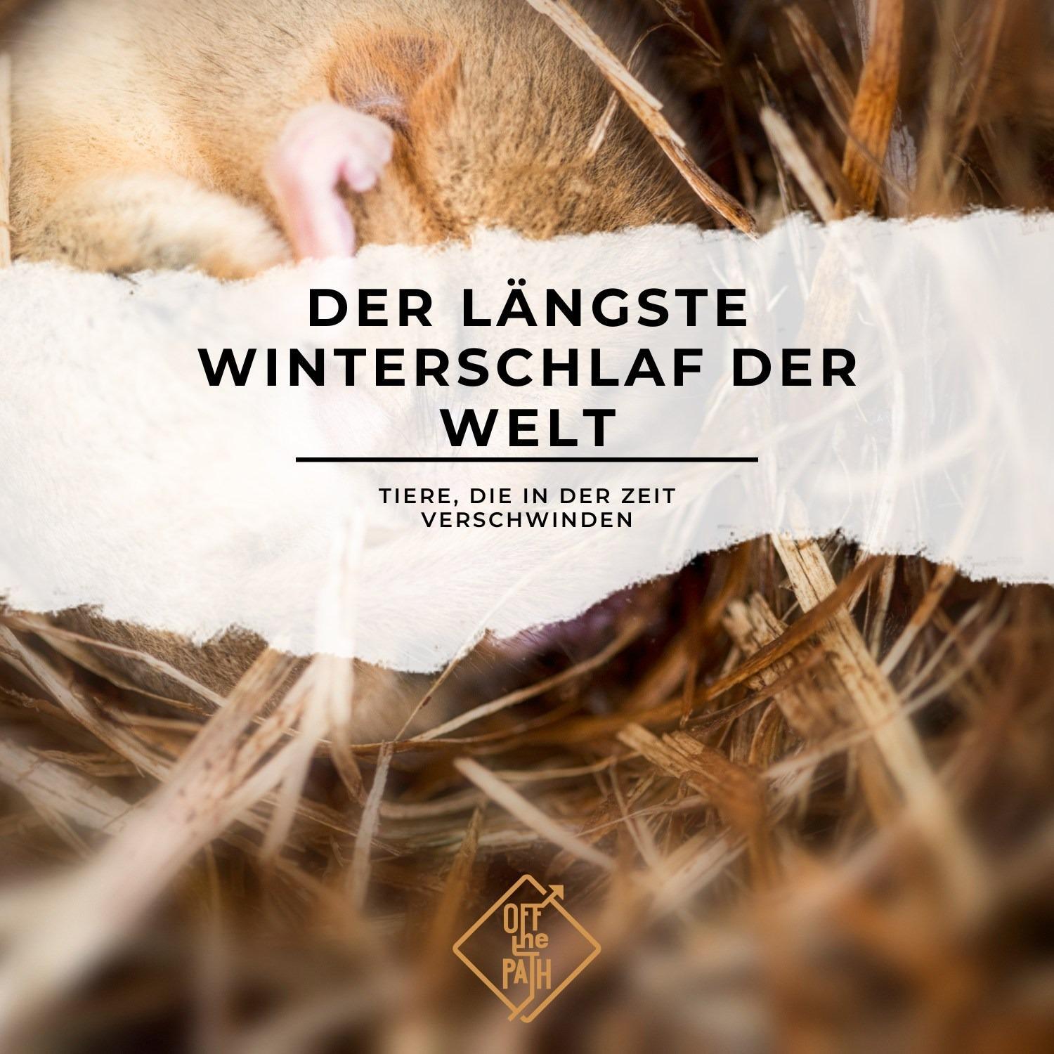 Der längste Winterschlaf der Welt – Tiere, die in der Zeit verschwinden Der längste Winterschlaf der Welt – Tiere, die in der Zeit verschwinden