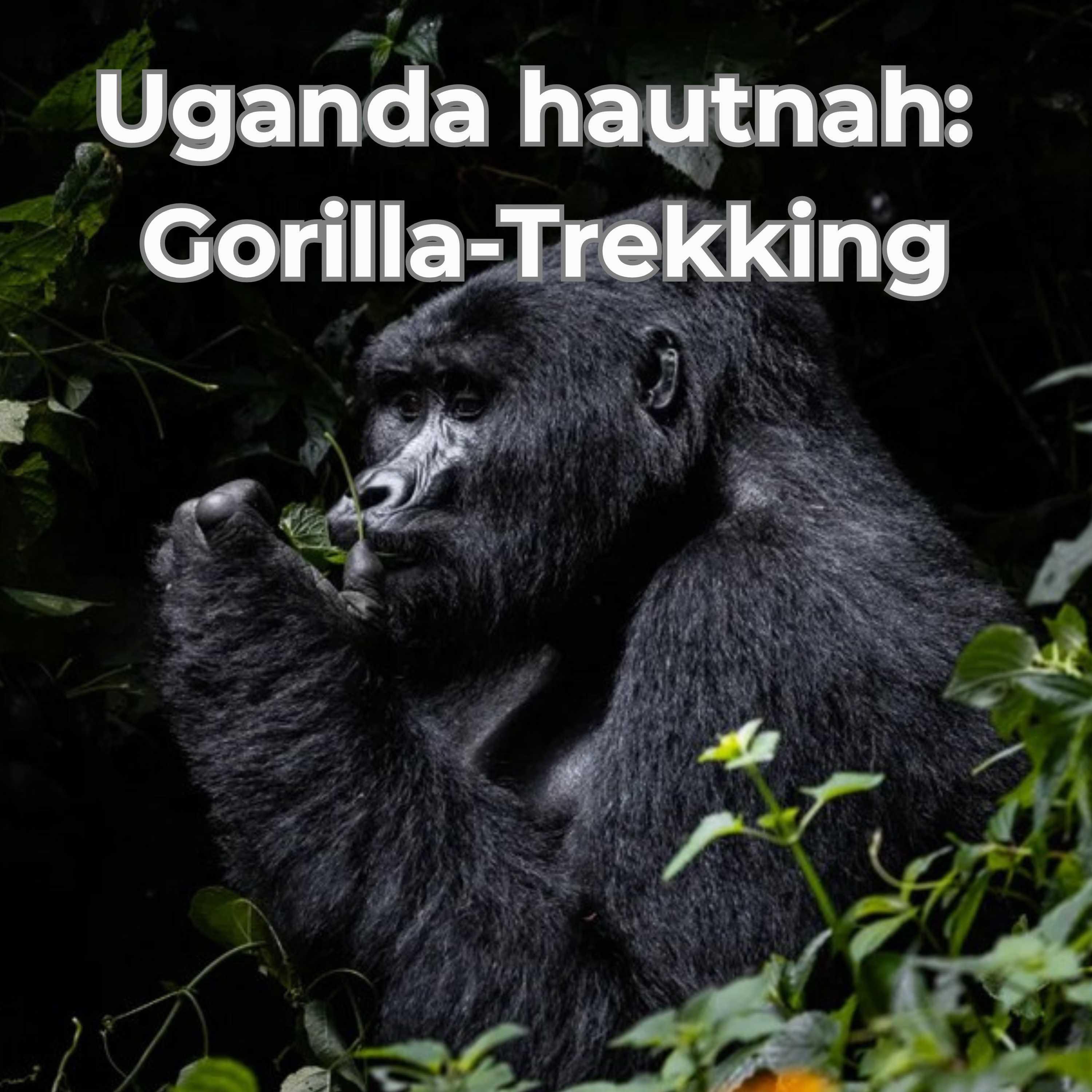 Uganda: Gorillas, Schimpansen, Safari & echte Gänsehautmomente