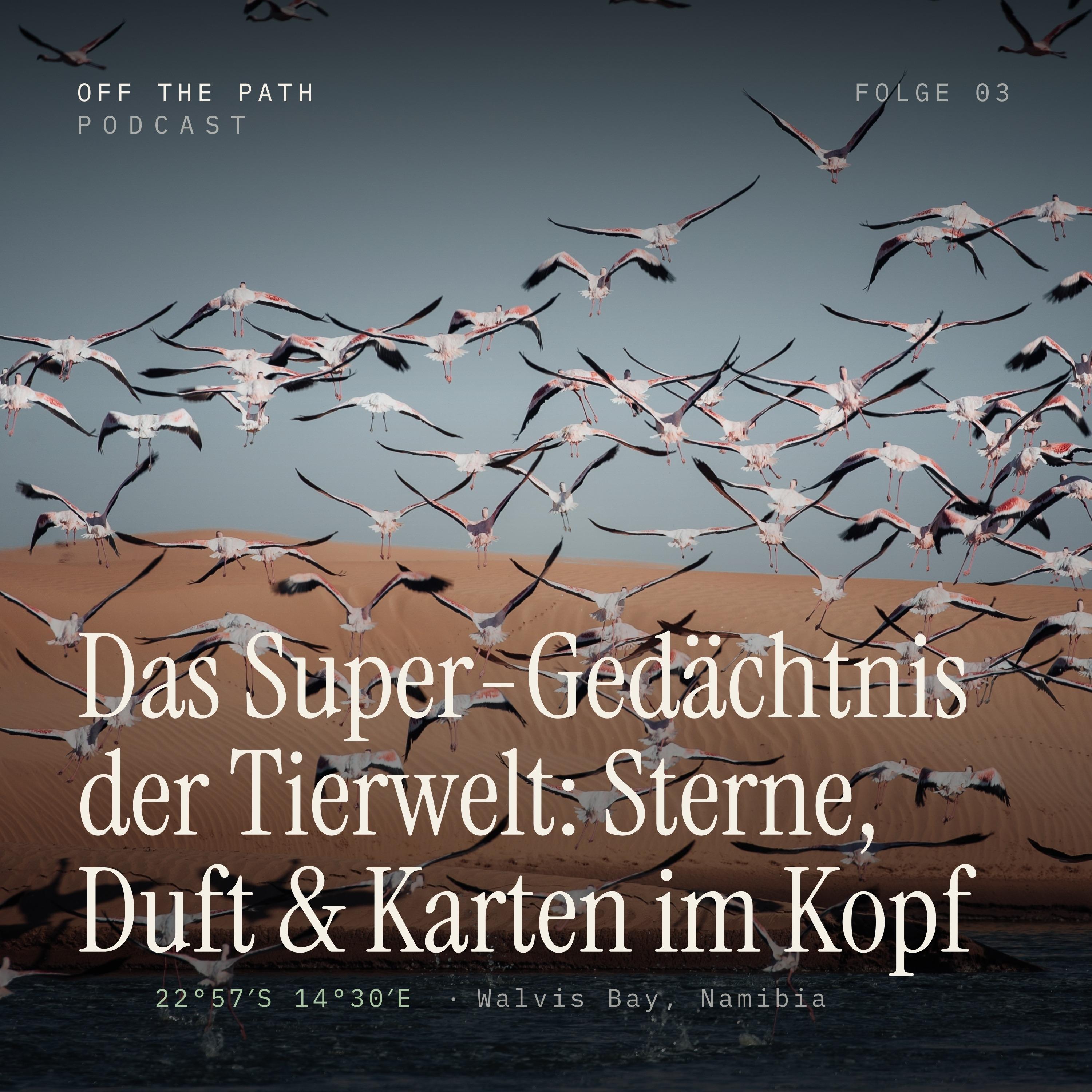 Das Super-Gedächtnis der Tierwelt: Sterne, Duft & Karten im Kopf episode artwork