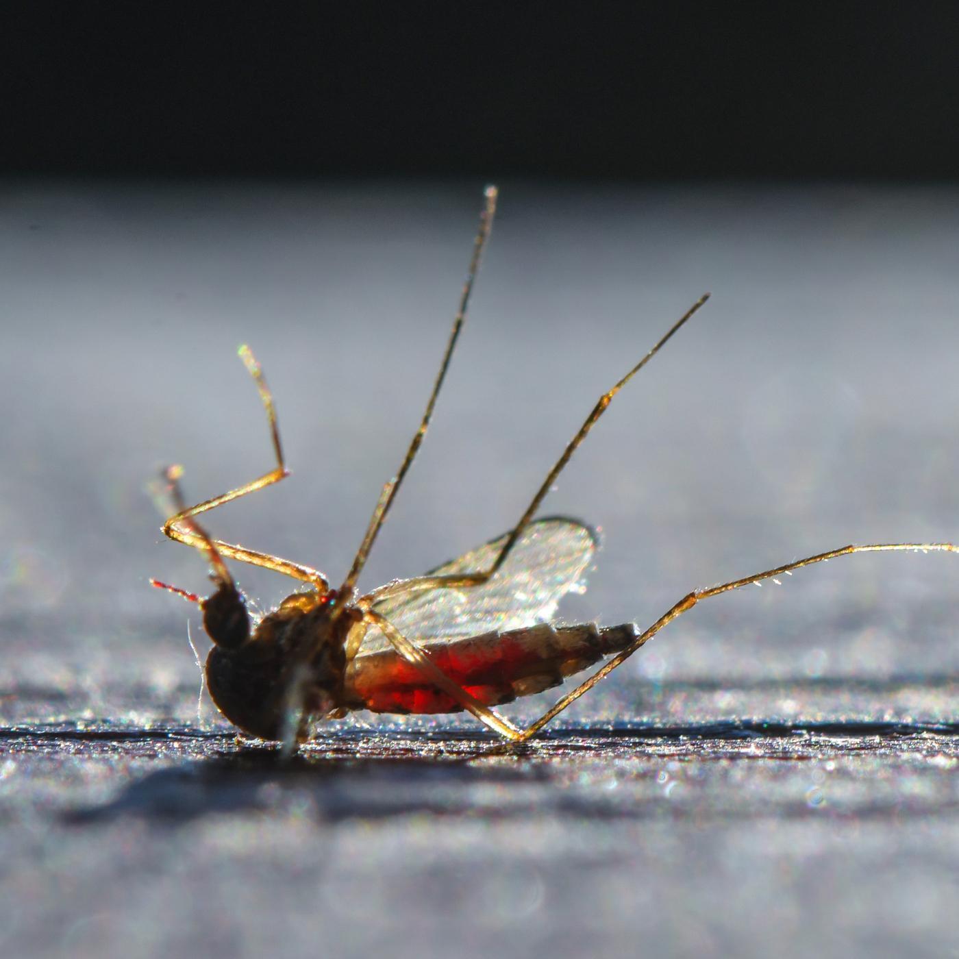 Insekten? "Bewegen uns in Richtung Monotonie" episode artwork