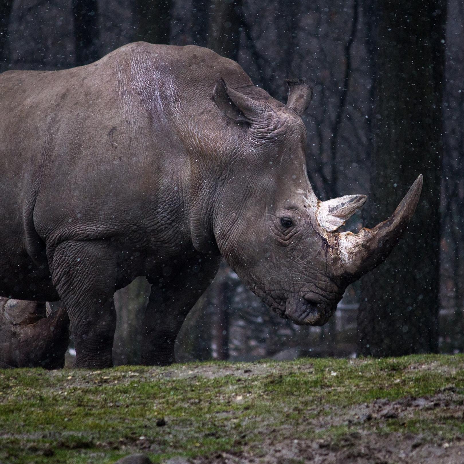 Graues Nashorn – die Gefahr, die keiner versteht episode artwork