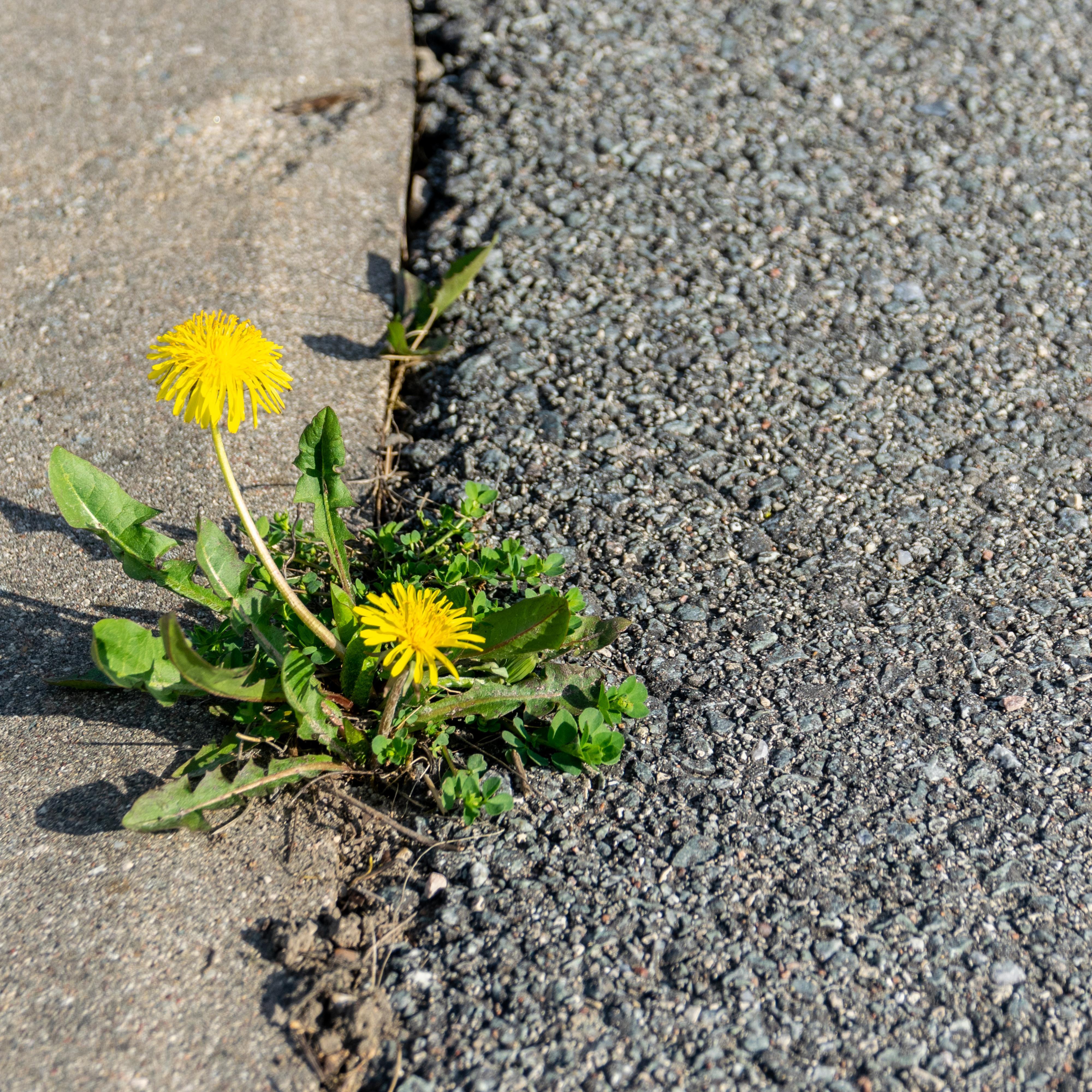 432 - Resilienz bei Typ 1: Warum innere Stärke kein Panzer sein muss